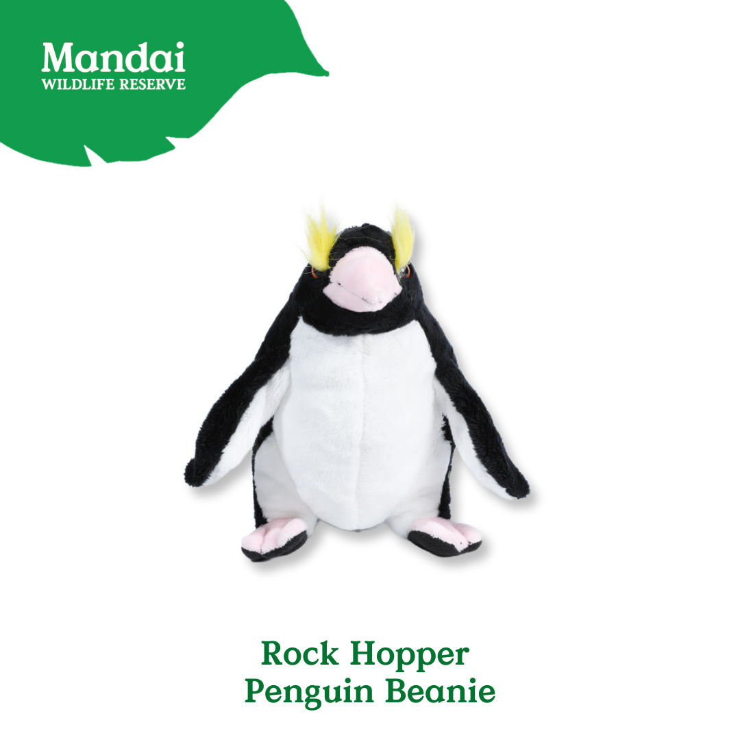 Penguins at Bird Paradise: A Glimpse into the World of These Charming Seabirds MANDAI WILDLIFE RESERVE