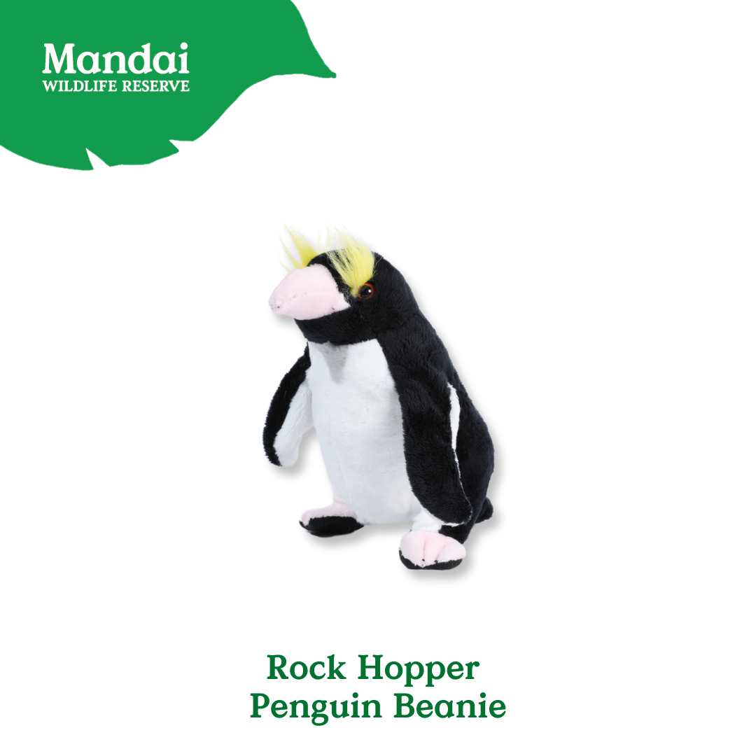 Penguins at Bird Paradise: A Glimpse into the World of These Charming Seabirds MANDAI WILDLIFE RESERVE