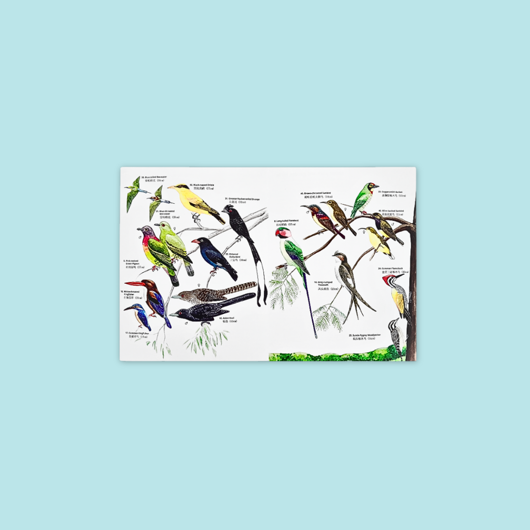 Guide to Common Insects & Birds of Park & Garden at MANDAI WILDLIFE RESERVE