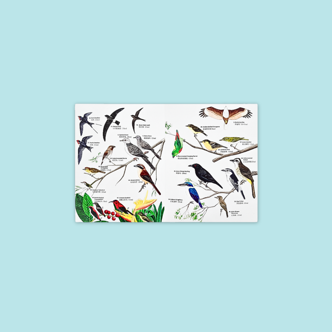 Guide to Common Insects & Birds of Park & Garden at MANDAI WILDLIFE RESERVE