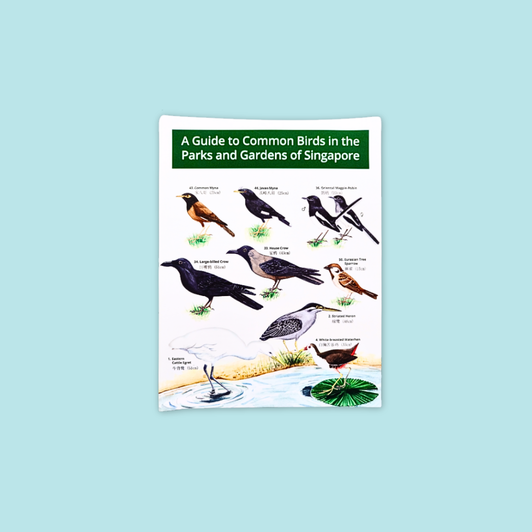 Guide to Common Insects & Birds of Park & Garden at MANDAI WILDLIFE RESERVE