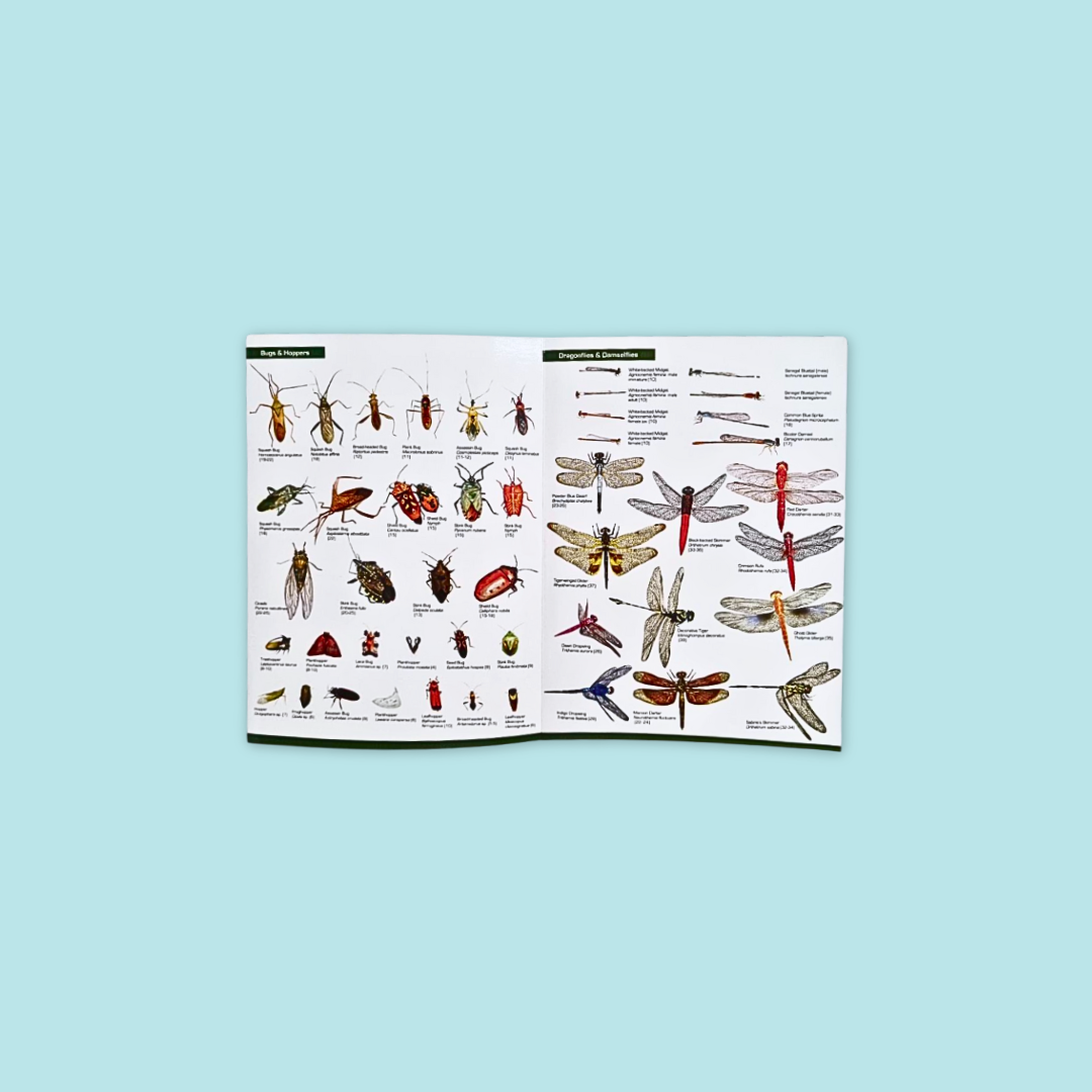 Guide to Common Insects & Birds of Park & Garden at MANDAI WILDLIFE RESERVE