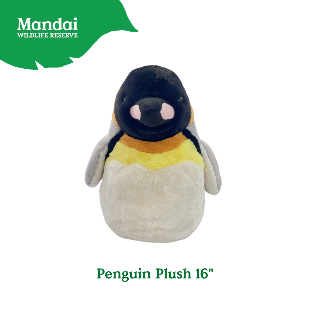 Penguins at Bird Paradise: A Glimpse into the World of These Charming Seabirds MANDAI WILDLIFE RESERVE