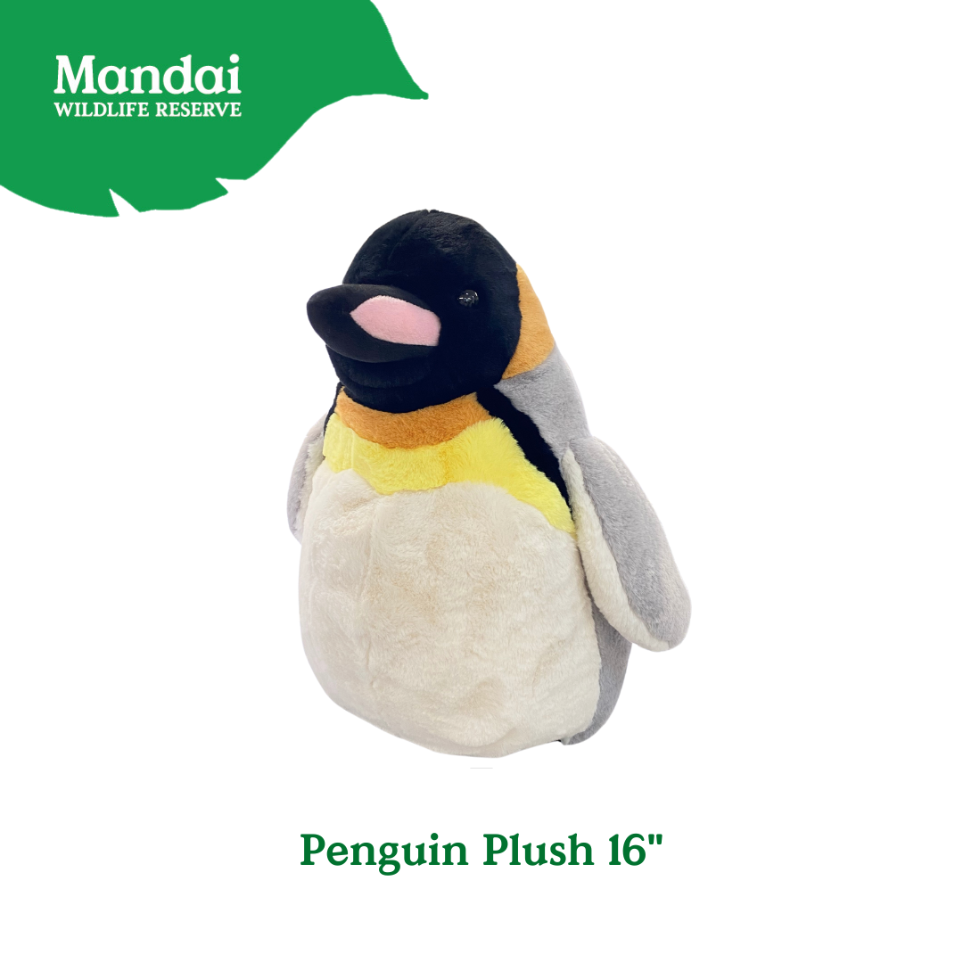 Penguins at Bird Paradise: A Glimpse into the World of These Charming Seabirds MANDAI WILDLIFE RESERVE
