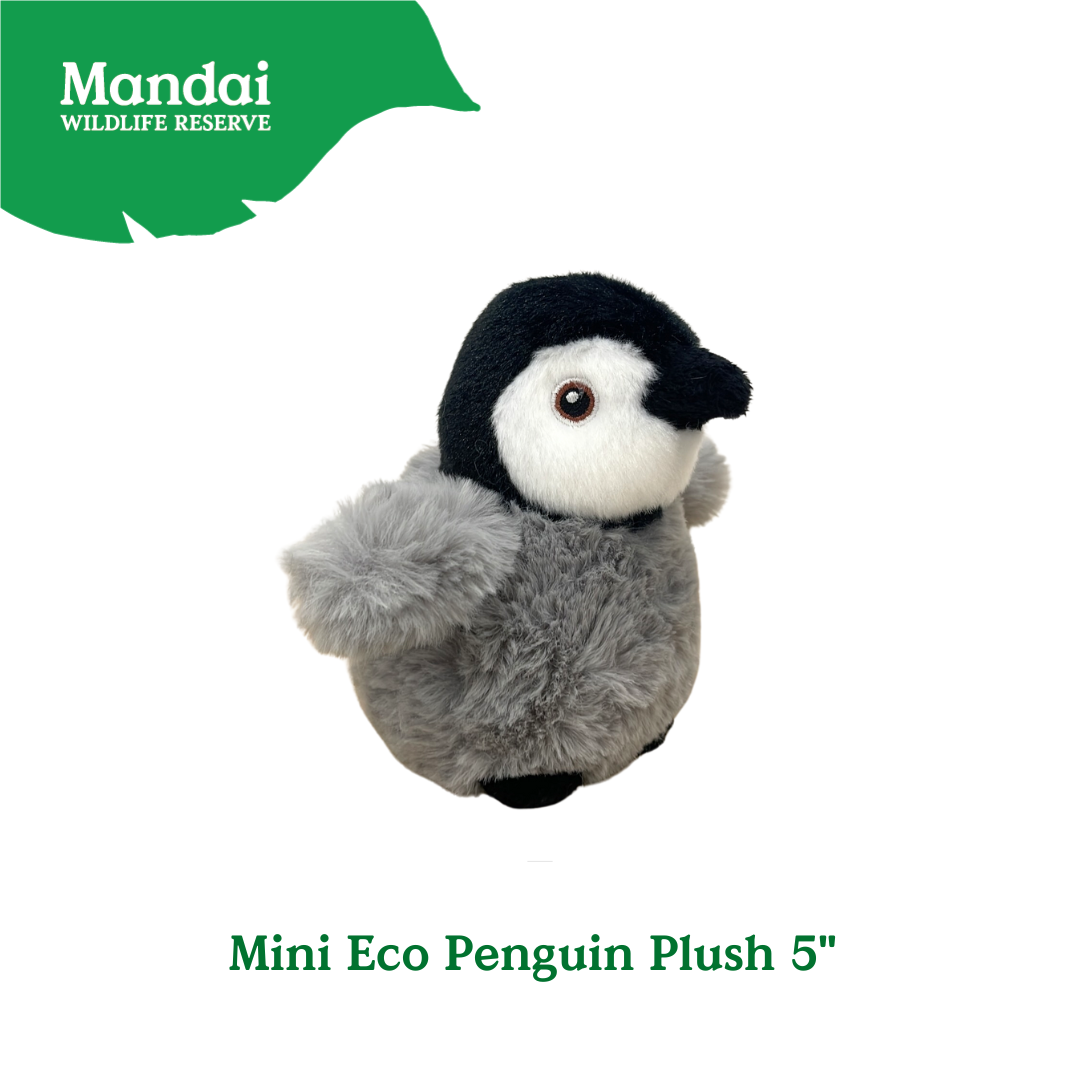 Penguins at Bird Paradise: A Glimpse into the World of These Charming Seabirds MANDAI WILDLIFE RESERVE