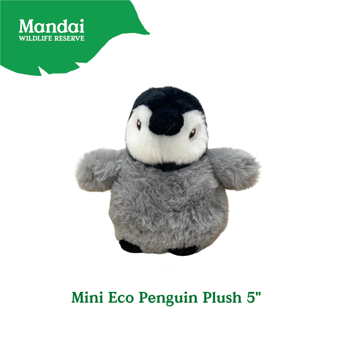 Penguins at Bird Paradise: A Glimpse into the World of These Charming Seabirds MANDAI WILDLIFE RESERVE