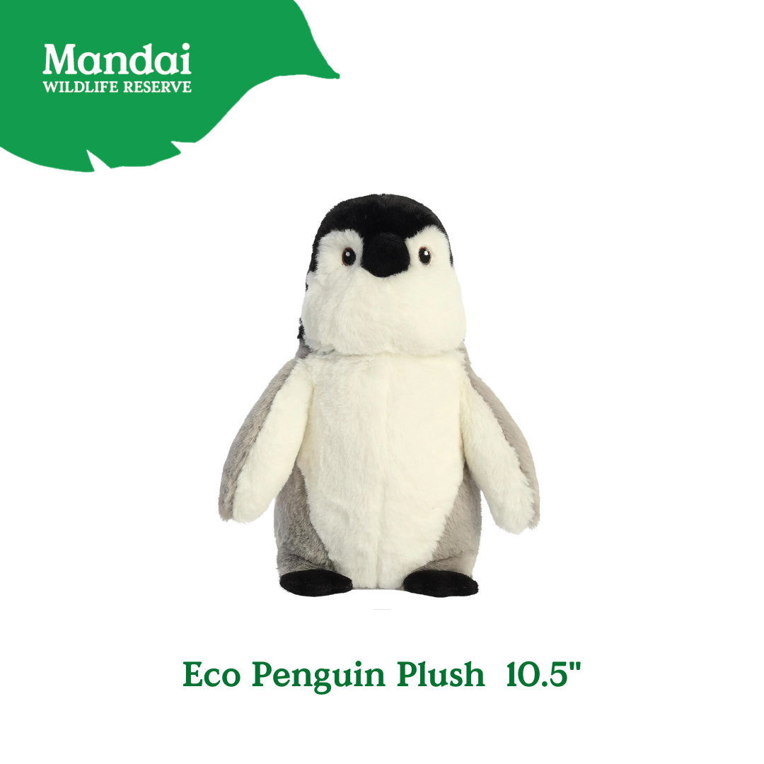 Penguins at Bird Paradise: A Glimpse into the World of These Charming Seabirds MANDAI WILDLIFE RESERVE