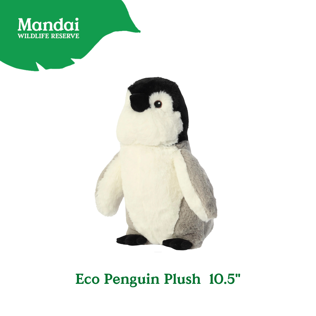Penguins at Bird Paradise: A Glimpse into the World of These Charming Seabirds MANDAI WILDLIFE RESERVE