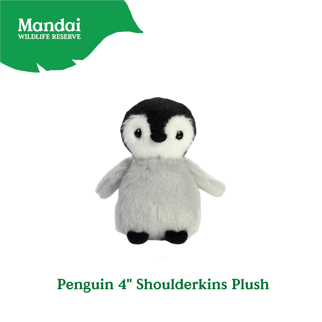 Penguins at Bird Paradise: A Glimpse into the World of These Charming Seabirds MANDAI WILDLIFE RESERVE