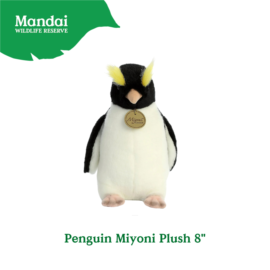 Penguins at Bird Paradise: A Glimpse into the World of These Charming Seabirds MANDAI WILDLIFE RESERVE