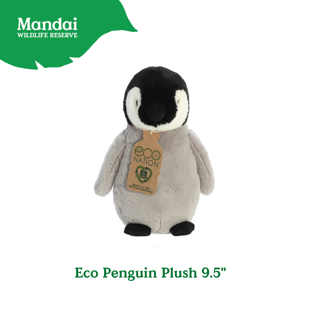 Penguins at Bird Paradise: A Glimpse into the World of These Charming Seabirds MANDAI WILDLIFE RESERVE