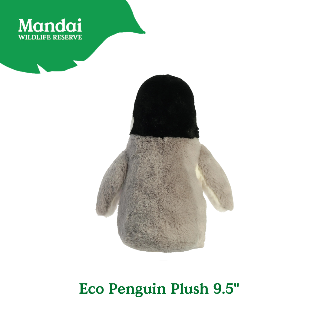Penguins at Bird Paradise: A Glimpse into the World of These Charming Seabirds MANDAI WILDLIFE RESERVE