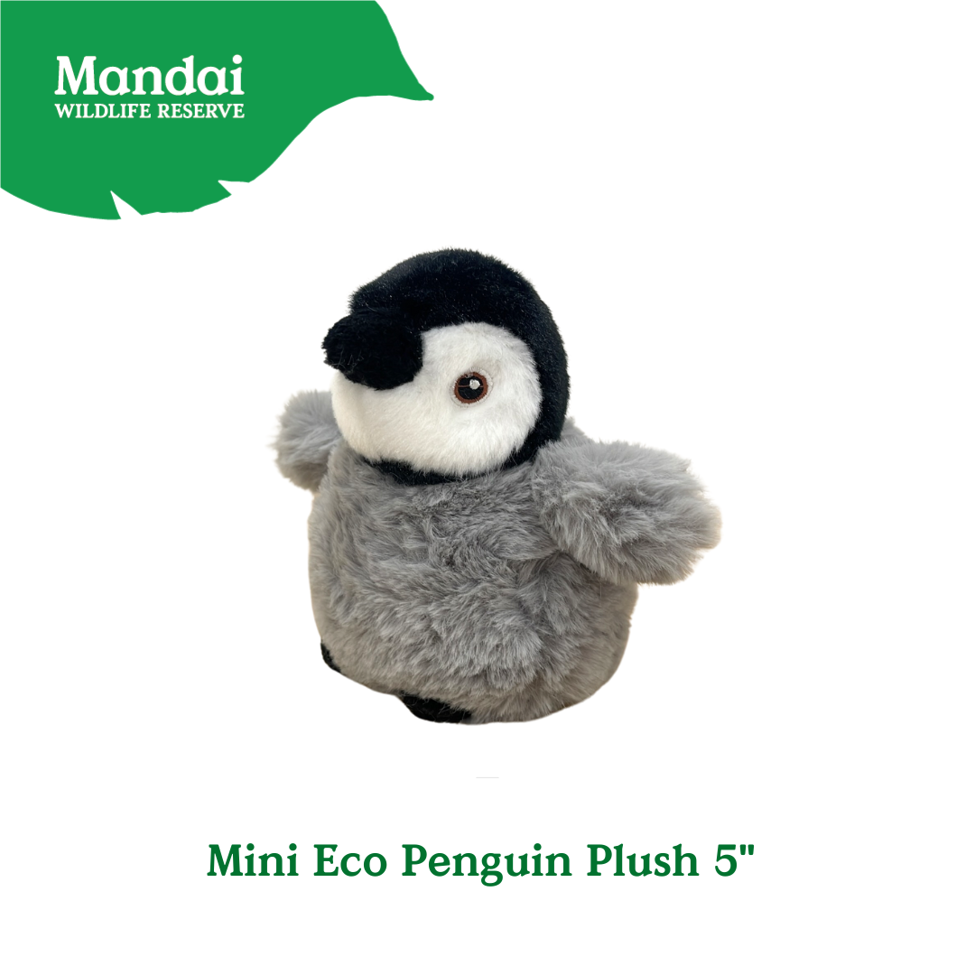 Penguins at Bird Paradise: A Glimpse into the World of These Charming Seabirds MANDAI WILDLIFE RESERVE