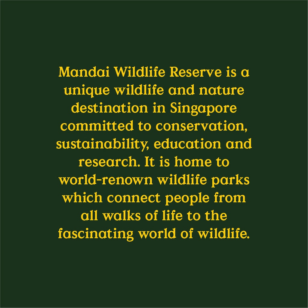 Penguins at Bird Paradise: A Glimpse into the World of These Charming Seabirds MANDAI WILDLIFE RESERVE