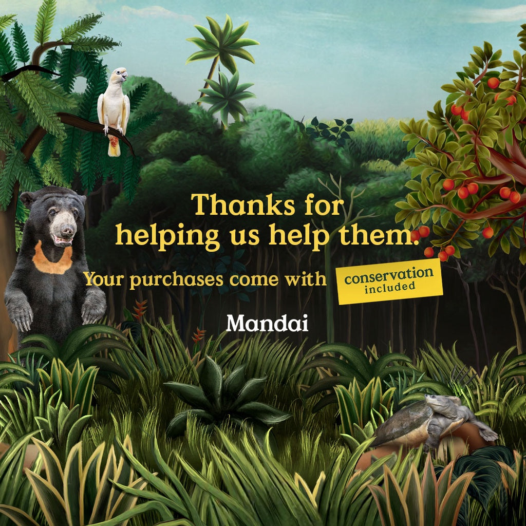 Manta Ray & Eagle Ray Beanie Plush Toys – Inspired by River Wonders MANDAI WILDLIFE RESERVE