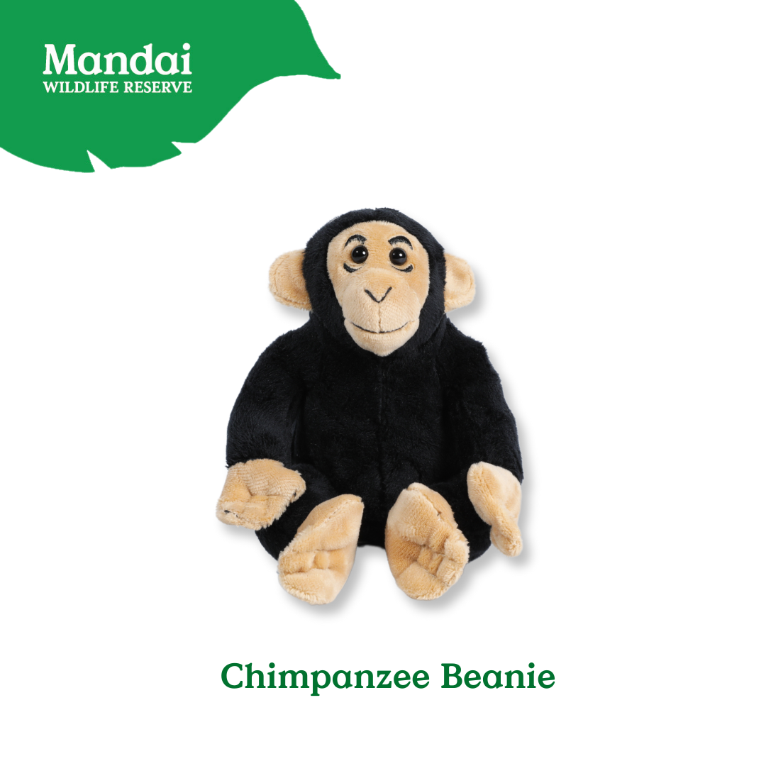 Mandrill Lemur Chimpanzee Velvet Monkey Plush Beanies Exclusive Collection from MANDAI WILDLIFE RESERVE