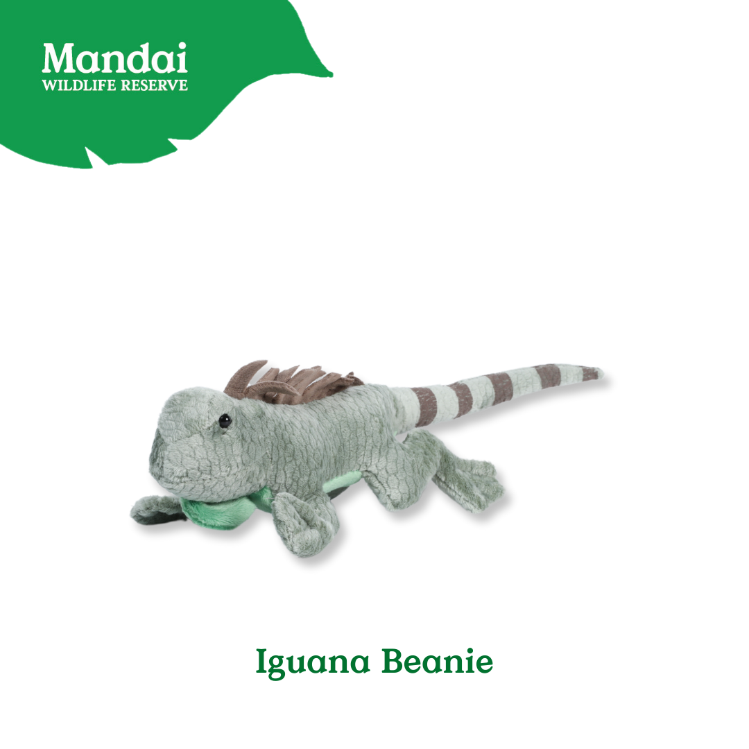 Discover Iguana Salamander at MANDAI WILDLIFE RESERVE