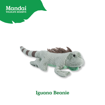 Discover Iguana Salamander at MANDAI WILDLIFE RESERVE