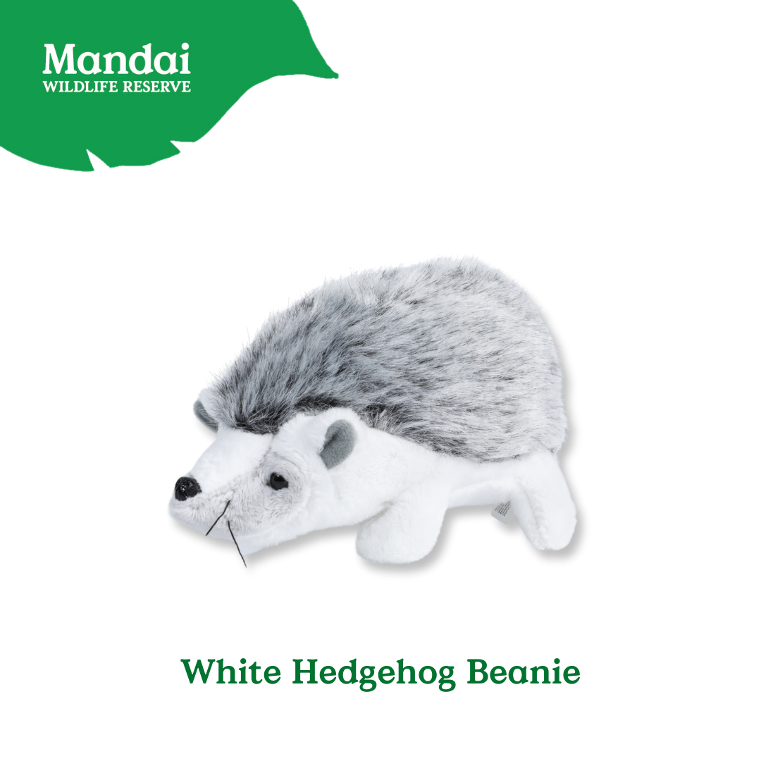 Hedgehogs Anteater Guinea Pig Beanies Adorably Crafted Exclusive MANDAI WILDLIFE RESERVE