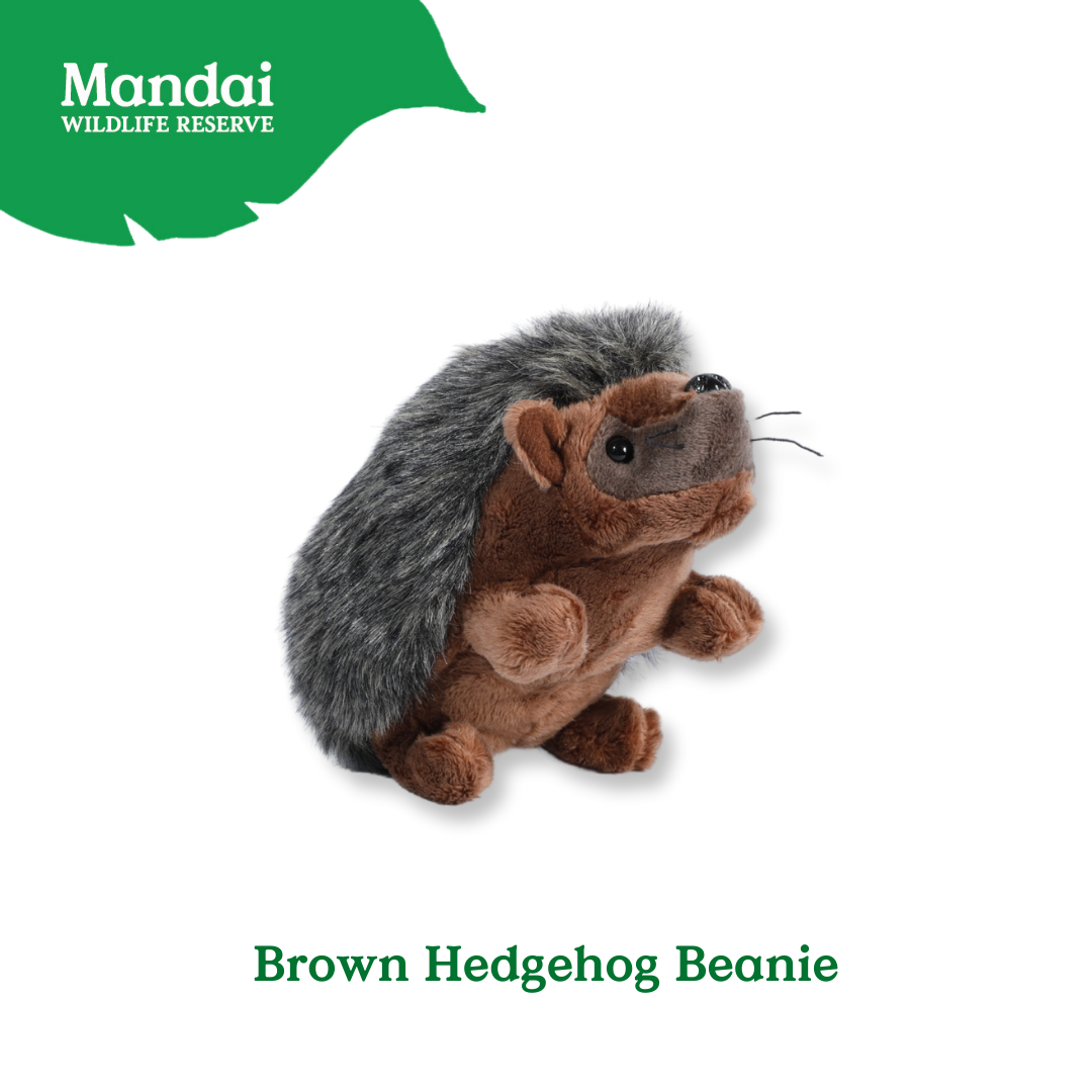 Hedgehogs Anteater Guinea Pig Beanies Adorably Crafted Exclusive MANDAI WILDLIFE RESERVE