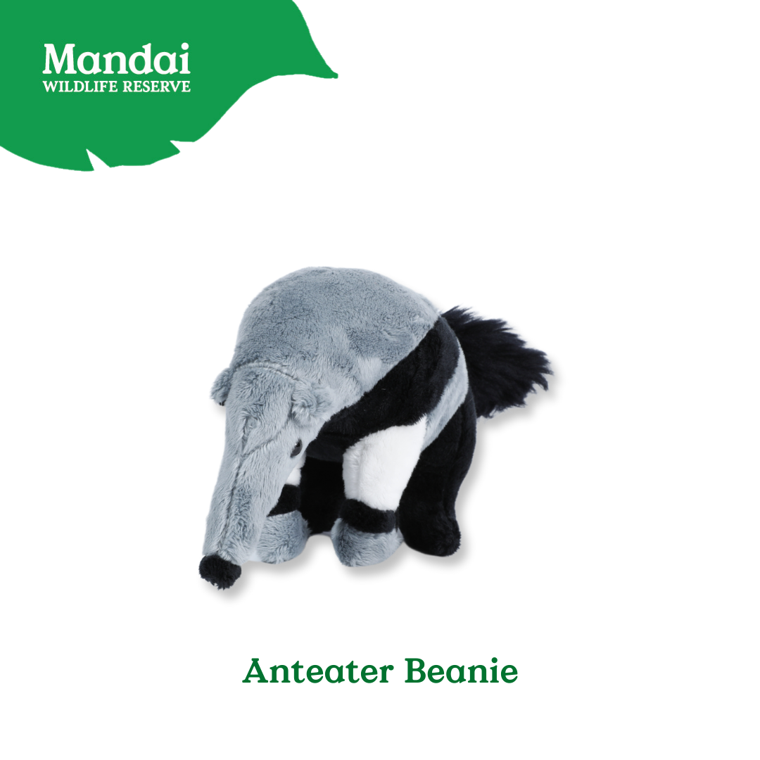 Anteater Tortoise Beanie Plush Exclusive MANDAI WILDLIFE RESERVE