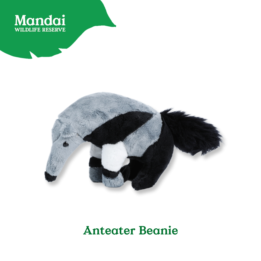 Anteater Tortoise Beanie Plush Exclusive MANDAI WILDLIFE RESERVE