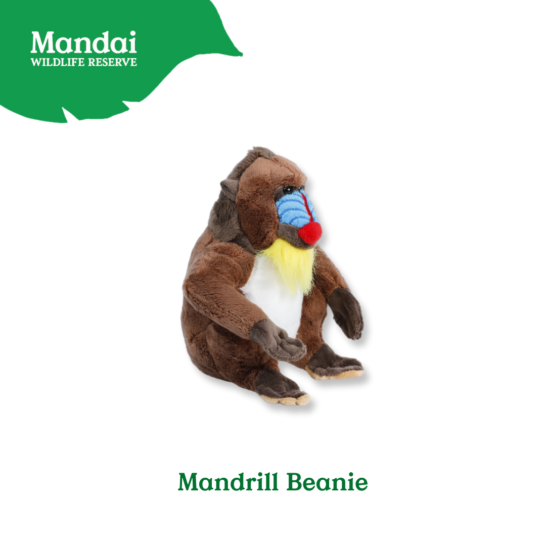 Mandrill Lemur Chimpanzee Velvet Monkey Plush Beanies Exclusive Collection from MANDAI WILDLIFE RESERVE