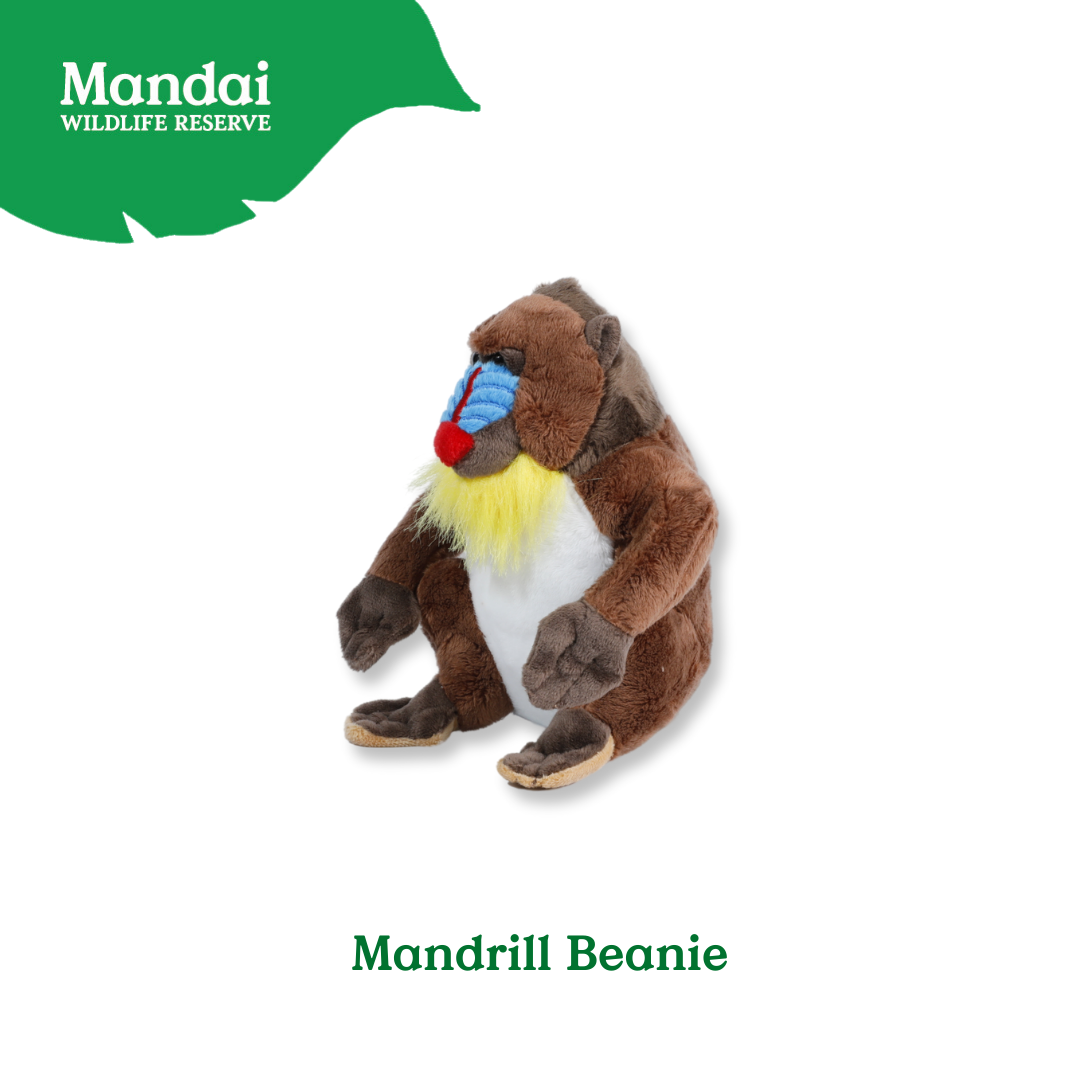 Mandrill Lemur Chimpanzee Velvet Monkey Plush Beanies Exclusive Collection from MANDAI WILDLIFE RESERVE