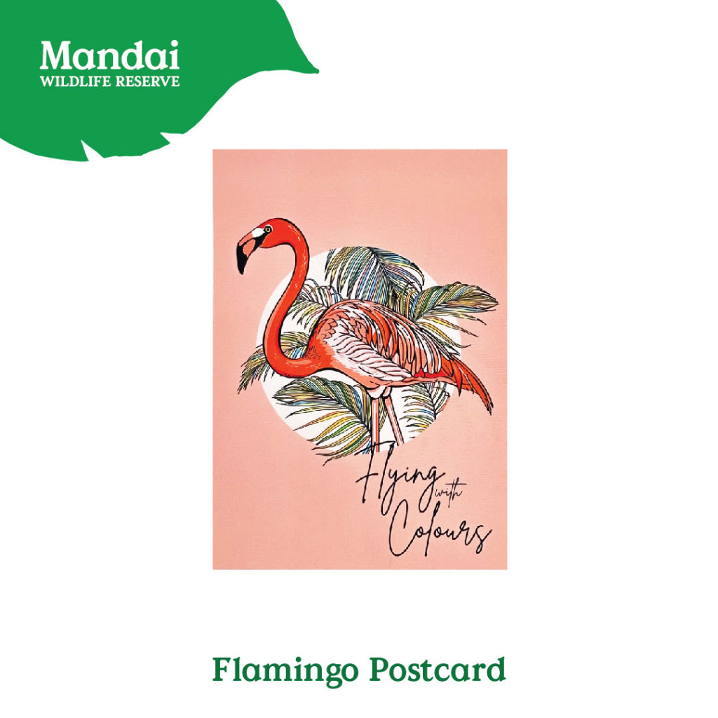 18154656_FLAMINGOPOSTCARD_1