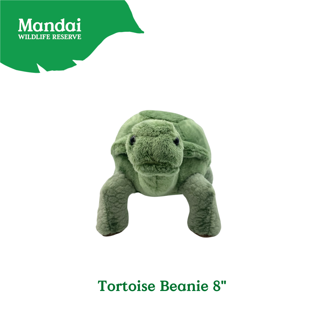 Anteater Tortoise Beanie Plush Exclusive MANDAI WILDLIFE RESERVE