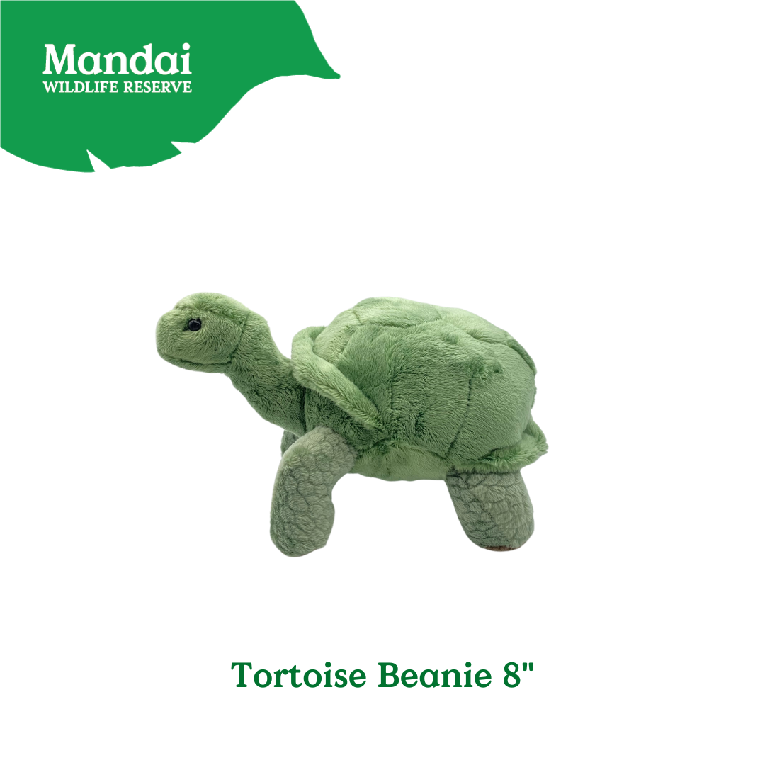 Anteater Tortoise Beanie Plush Exclusive MANDAI WILDLIFE RESERVE