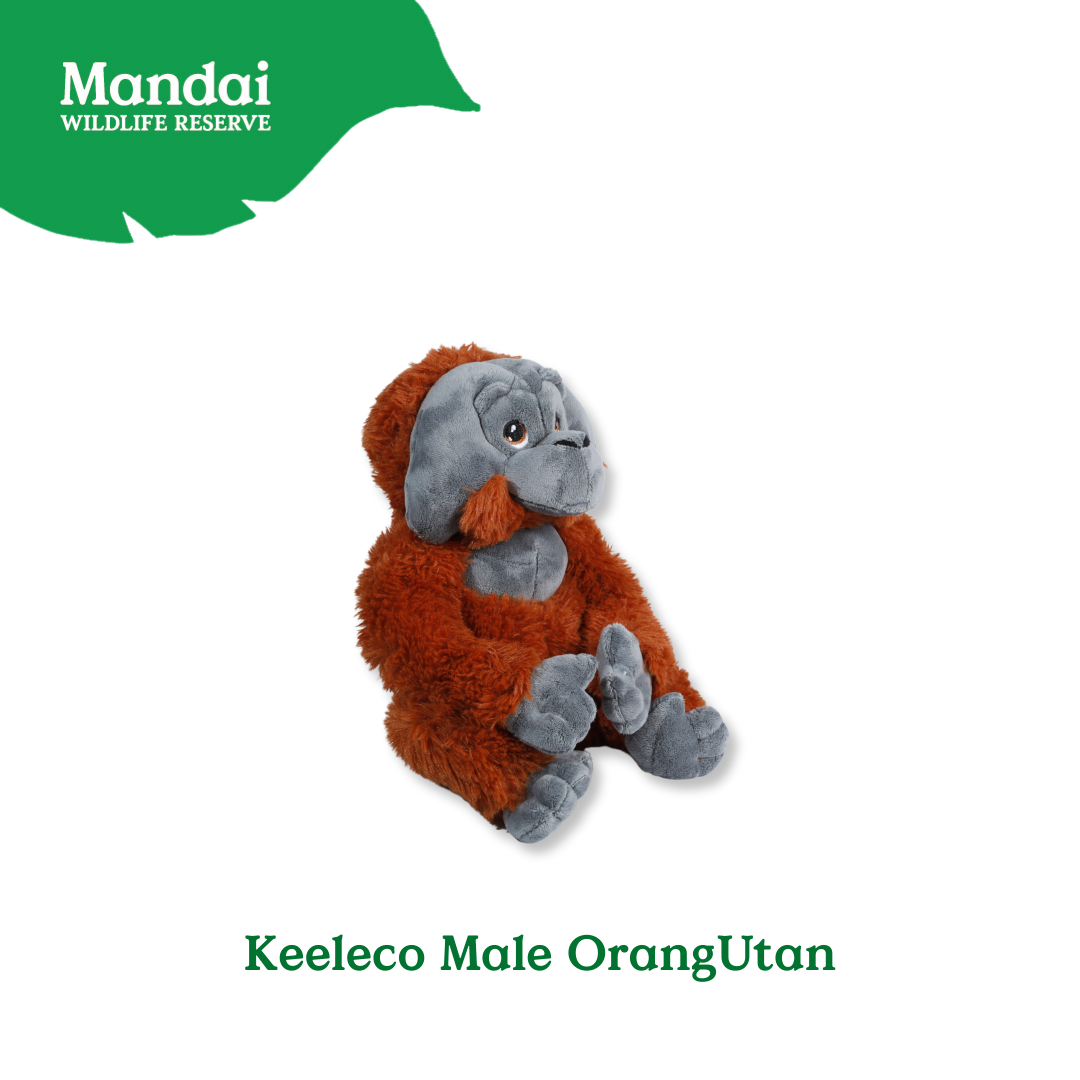 Male and Female OrangUtan Plush Toys: Exclusive Collection from MANDAI WILDLIFE RESERVE