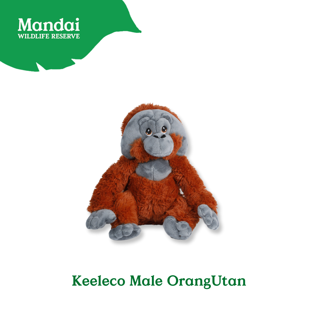 Male and Female OrangUtan Plush Toys: Exclusive Collection from MANDAI WILDLIFE RESERVE