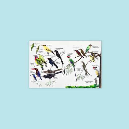 Guide to Common Insects & Birds of Park & Garden at MANDAI WILDLIFE RESERVE