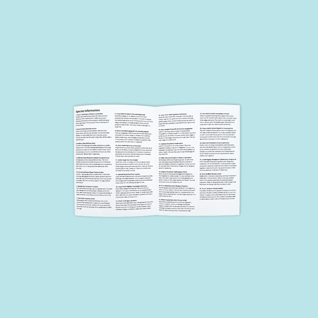 A Guide To Common Birds In The Parks And Garden Singapore