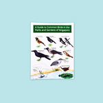 A Guide To Common Birds In The Parks And Garden Singapore