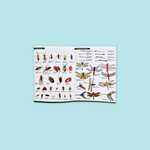 A Guide To Common Insects Of Park And Garden