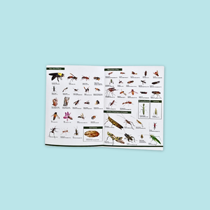 A Guide To Common Insects Of Park And Garden