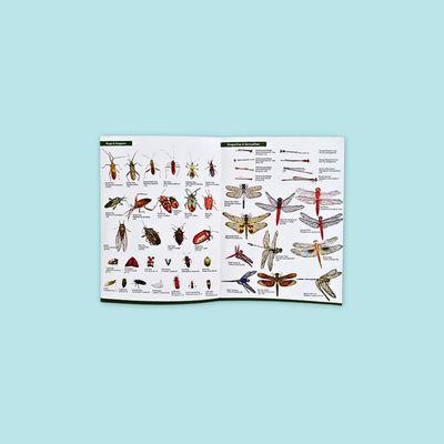 A Guide To Common Insects Of Park And Garden secondary
