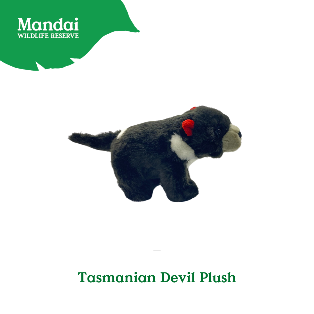 Pangolin Tasmania Devil Armadillo Kiwi Bird Plush Keychain Best Selling MANDAI WILDLIFE RESERVE