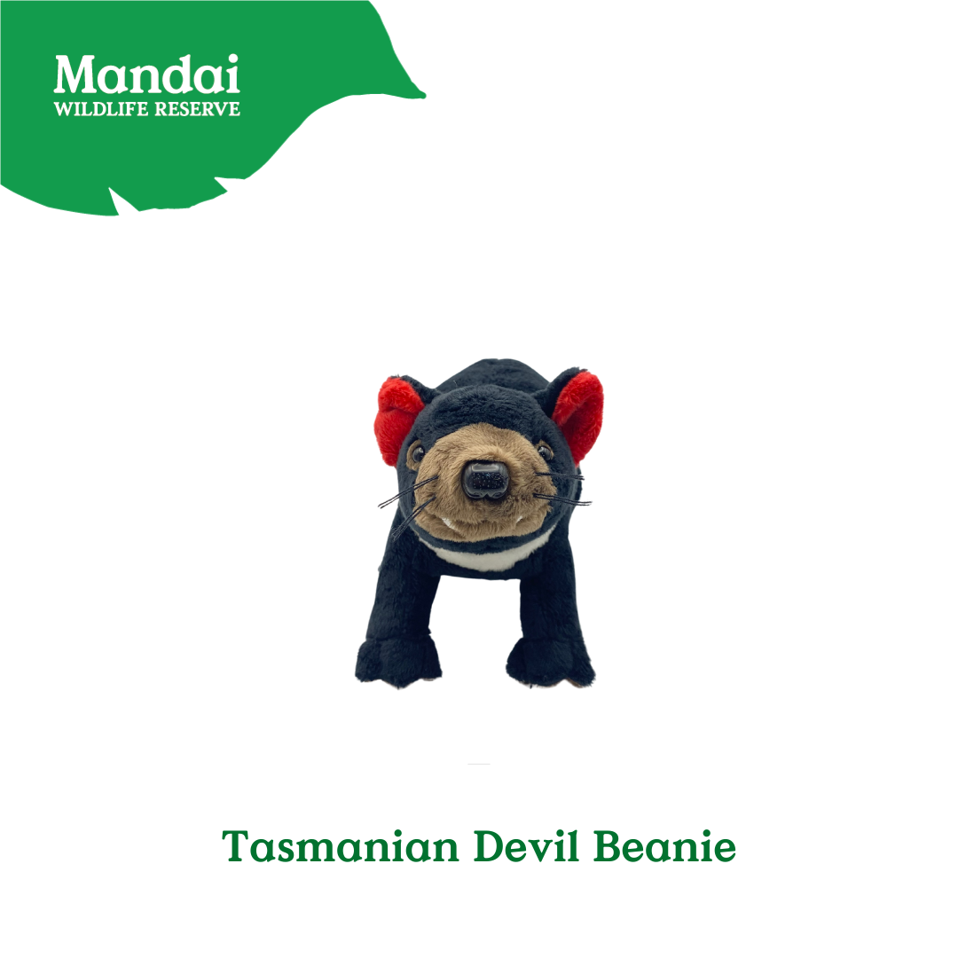 Pangolin Tasmania Devil Armadillo Kiwi Bird Plush Keychain Best Selling MANDAI WILDLIFE RESERVE