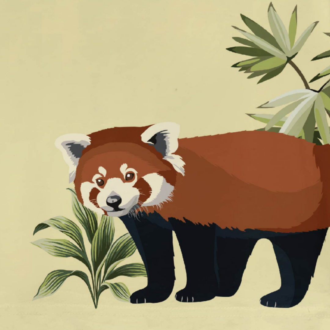 Red Panda Kids Unisex T-Shirt Organic Cotton MANDAI WILDLIFE RESERVE