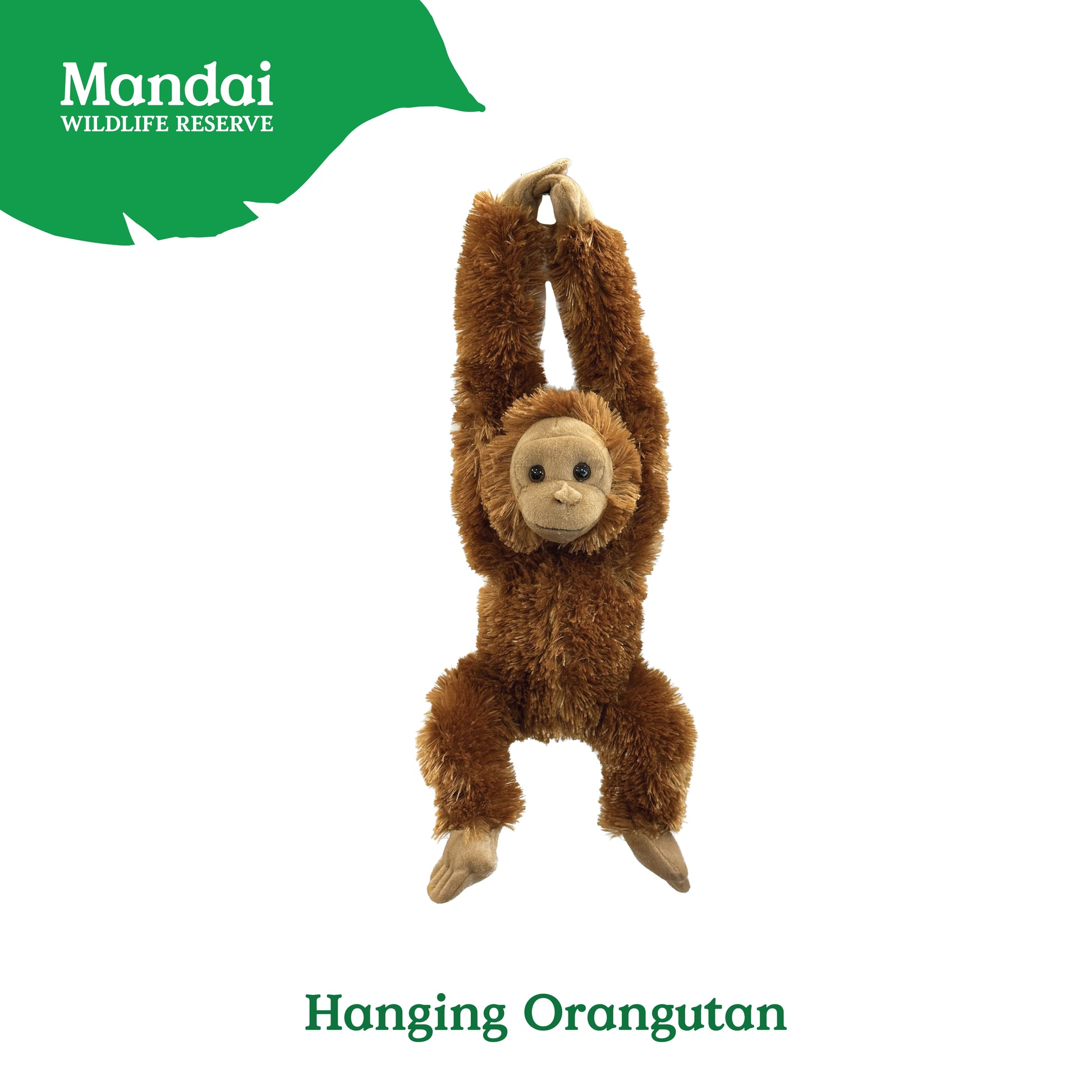 18155981_HANGINGORANGUTAN-02