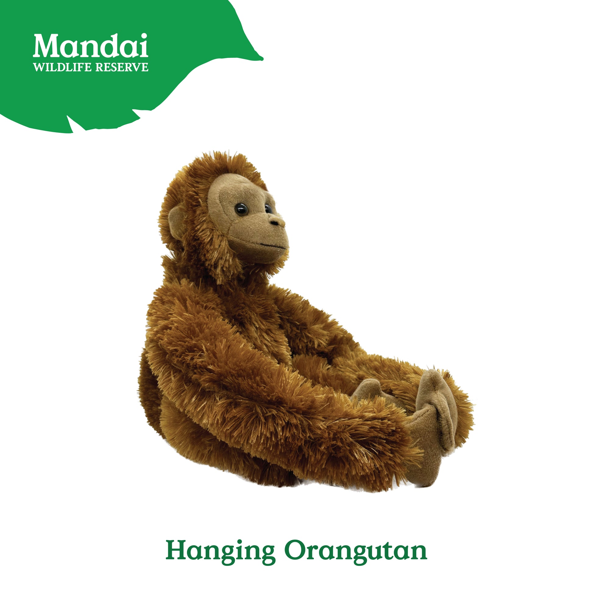 18155981_HANGINGORANGUTAN-03