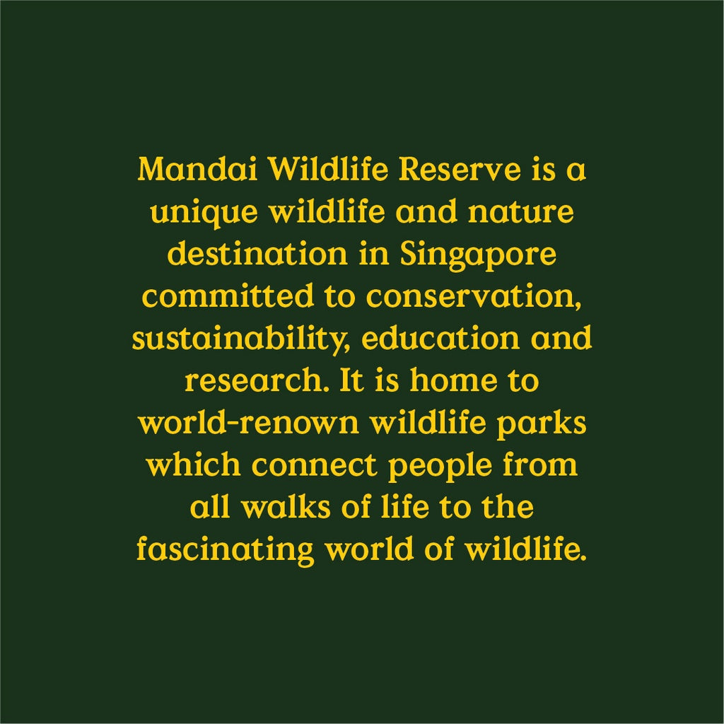 Safari Girl and Baby Panda: A Symbol of Conservation at MANDAI WILDLIFE RESERVE