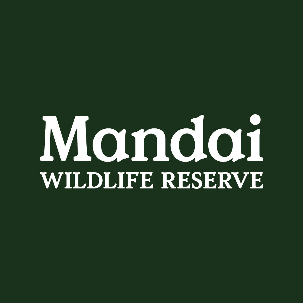 Discover Iguana Salamander at MANDAI WILDLIFE RESERVE